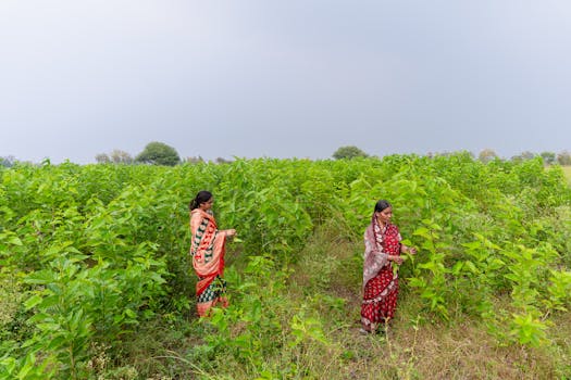 Plantation Drive for a Greener Tomorrow